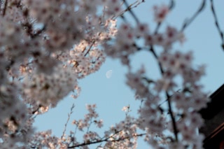 「ソメイヨシノ(染井吉野)」のサムネイル画像