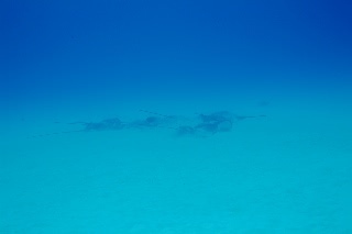 「Longtail stingray(ロングテールスティングレイ)」のサムネイル画像