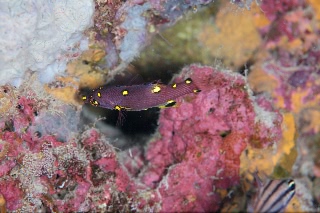「無題」のサムネイル画像