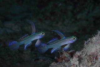 「モエギハゼ」のサムネイル画像