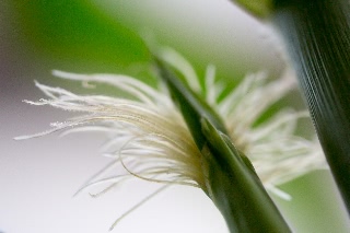 「レインボーコーン(虹色トウモロコシ,七色トウモロコシ,グラスジェムコーン,ジュエリーコーン)」のサムネイル画像