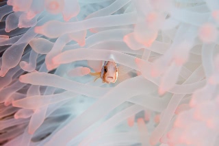 「ハマクマノミ」のサムネイル画像