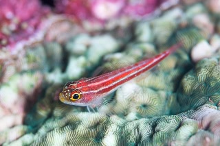 「タテジマヘビギンポ(Tropical striped triplefin)」のサムネイル画像
