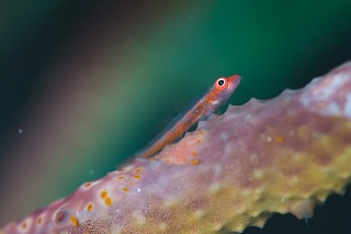 「無題」のサムネイル画像