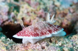 「サラサウミウシ」のサムネイル画像