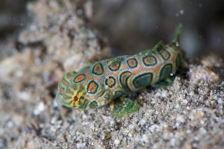 「ピクチャ－ドラゴネット(picture dragonet)」のサムネイル画像