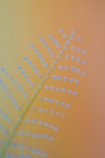 「ウミヒドラの仲間」のサムネイル画像