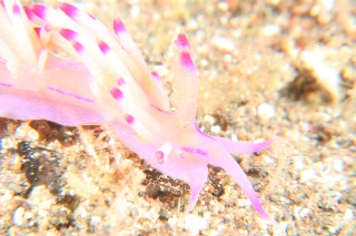 「セスジミノウミウシ」のサムネイル画像