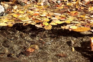 「落ち葉だまり」のサムネイル画像