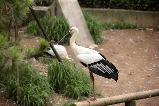 「コウノトリ(ニホンコウノトリ)」のサムネイル画像