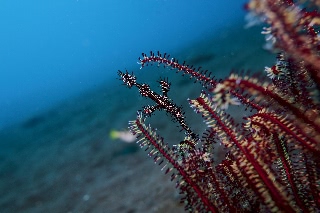 「ニシキフウライウオ(Ghost pipe fish)」のサムネイル画像