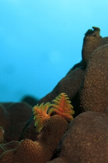 「イバラカンザシ(Christmas tree worm)」のサムネイル画像