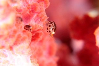 「ホテイヨコエビ科の一種」のサムネイル画像