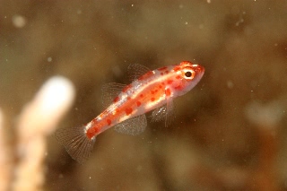 「red-blotched pygmy-goby(レッドブロッチピグミーゴビー)」のサムネイル画像