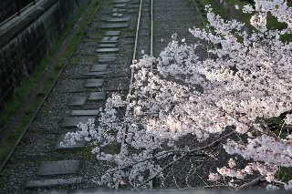 「ソメイヨシノ(染井吉野)」のサムネイル画像