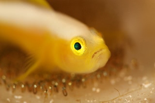 「ナカモトイロワケハゼ」のサムネイル画像