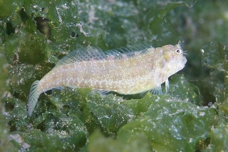 「ブレストスポットブレニー(Breast-spot blenny)」のサムネイル画像