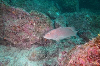 「無題」のサムネイル画像