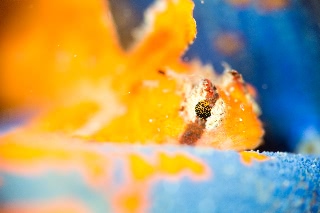 「オコゼカジカ」のサムネイル画像