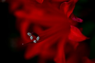 「ダイヤモンドリリー(ネリネ)」のサムネイル画像