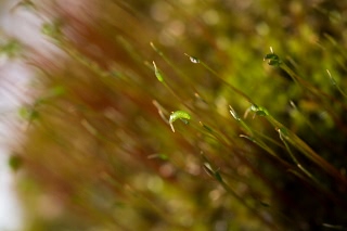 「コケの仲間」のサムネイル画像