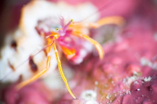 「ヤドカリの仲間」のサムネイル画像