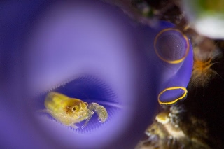 「ホヤカクレエビ属の一種」のサムネイル画像