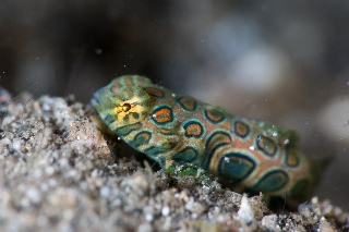 「ピクチャ-ドラゴネット(picture dragonet)」のサムネイル画像