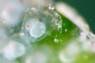 「ヒメイカ」のサムネイル画像