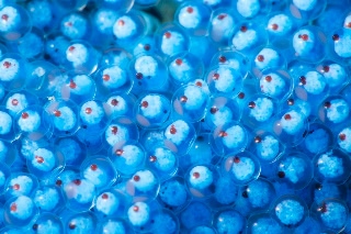 「ベロ」のサムネイル画像