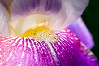 「ドイツアヤメ(ジャーマンアイリス)」のサムネイル画像