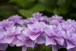 「アジサイ」のサムネイル画像