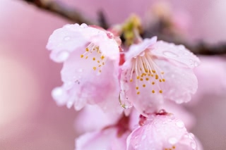 「アタミザクラ」のサムネイル画像