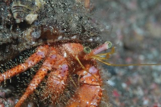 「ヤドカリ」のサムネイル画像