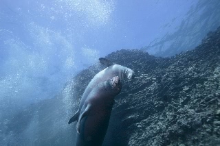 「ハワイモンクアザラシ(Hawaiian monk seal)」のサムネイル画像