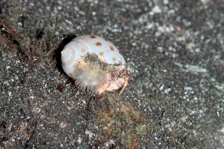 「ヤドカリの仲間」のサムネイル画像