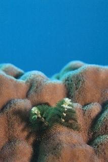 「イバラカンザシ(Christmas tree worm)」のサムネイル画像