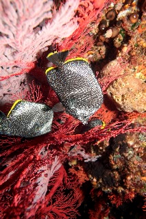 「ユウゼン」のサムネイル画像