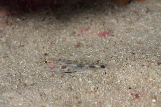 「無題」のサムネイル画像