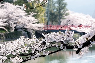 「ソメイヨシノ(染井吉野)」のサムネイル画像