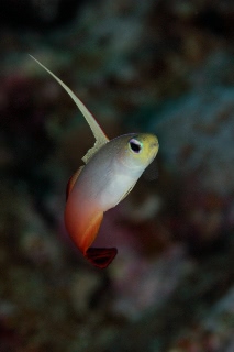 「ハタタテハゼ(Red fire Goby)」のサムネイル画像