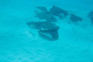 「Longtail stingray(ロングテールスティングレイ)」のサムネイル画像