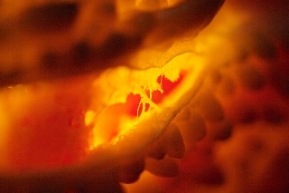 「ツルレイシ(ニガウリ,ゴーヤ)」のサムネイル画像