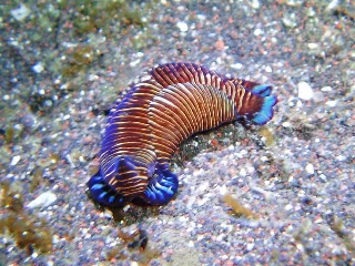 「ヨコジマキセワタ」のサムネイル画像