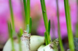 「植物の仲間」のサムネイル画像