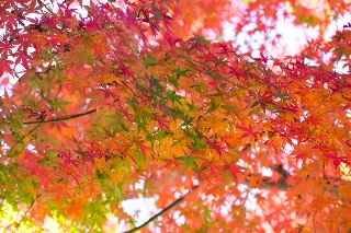 「無題」のサムネイル画像