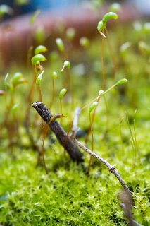 「コケの仲間」のサムネイル画像