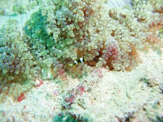 「クマノミ(Anemonefish)」のサムネイル画像