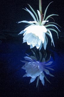 「ゲッカビジン(月下美人)」のサムネイル画像