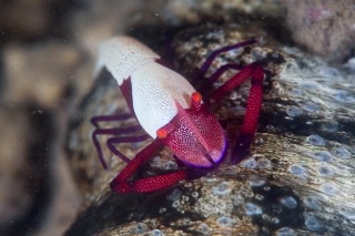 「ウミウシカクレエビ(Imperial partner shrimp)」のサムネイル画像